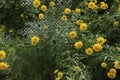 Coreopsis lanceolata \'Sterntaler\' a summer flowering plant with yellow summertime flower