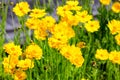 Coreopsis lanceolata Royalty Free Stock Photo