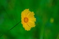 Coreopsis lanceolate Royalty Free Stock Photo