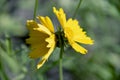 Coreopsis lanceolate Royalty Free Stock Photo