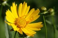 Coreopsis lanceolate - plant flower Royalty Free Stock Photo