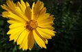 Coreopsis lanceolate - plant flower Royalty Free Stock Photo