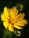 Coreopsis lanceolate - plant flower Royalty Free Stock Photo