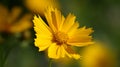 Coreopsis lanceolate - plant flower Royalty Free Stock Photo