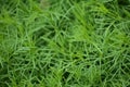 Coreopsis Leaves, Forming a Whispy Background Royalty Free Stock Photo