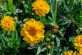 Coreopsis, Lenok, or Parisian beauty is a flowering herb of the Asteraceae family. Bright yellow flower Coreopsis blossom