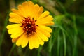 Coreopsis linifolia Wildflower, sometimes called Texas Tickweed Royalty Free Stock Photo