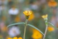 Yellow biden flowers