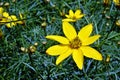 Coreopsis Moonbeam flowers