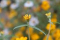 Yellow biden flowers