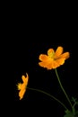 Coreopsis, often called calliopsis or tickseed flowers isolated on black background Royalty Free Stock Photo