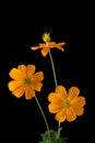 Coreopsis, often called calliopsis or tickseed flowers isolated on black background Royalty Free Stock Photo