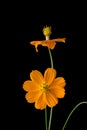 Coreopsis, often called calliopsis or tickseed flowers isolated on black background Royalty Free Stock Photo