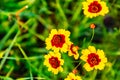 Coreopsis plains, Coreopsis tinctoria, Golden Tickseed, Annual Coreopsis, Calliopsis Royalty Free Stock Photo