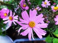 Coreopsis rosea is a North American species of tickseeds