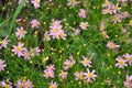 Coreopsis rosea, Pink Coreopsis