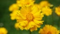 Coreopsis terry - plant flower