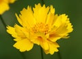 Coreopsis terry - plant flower