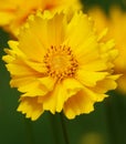 Coreopsis terry - plant flower