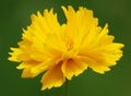 Coreopsis terry - plant flower