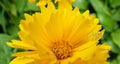 Coreopsis terry - plant flower