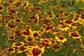 Multicoloured flowers of a coreopsis tinctoria or golden tickseed plant