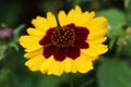 Coreopsis tinctoria `Bicolor` flower