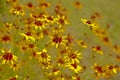 Coreopsis tinctoria or calliopsis as background Royalty Free Stock Photo