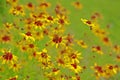 Coreopsis tinctoria or calliopsis as background