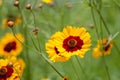 Coreopsis tinctoria flowers