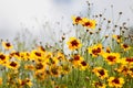 Coreopsis tinctoria flowers