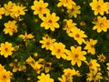 Coreopsis verticillata Royalty Free Stock Photo