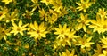 Coreopsis verticillata is a North American species of tickseed Royalty Free Stock Photo