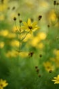 Coreopsis verticillata Royalty Free Stock Photo