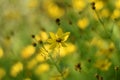 Coreopsis verticillata Royalty Free Stock Photo