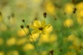 Coreopsis verticillata Royalty Free Stock Photo