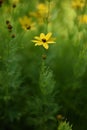 Coreopsis verticillata Royalty Free Stock Photo