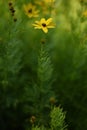 Coreopsis verticillata Royalty Free Stock Photo