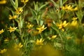 Coreopsis verticillata Royalty Free Stock Photo