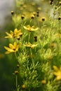 Coreopsis verticillata Royalty Free Stock Photo