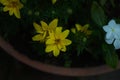 Coreopsis verticillata or threadleaf coreopsis zagreb yellow flowers Royalty Free Stock Photo