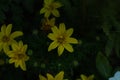 Coreopsis verticillata or threadleaf coreopsis zagreb yellow flowers Royalty Free Stock Photo