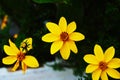 Coreopsis verticillata or threadleaf coreopsis zagreb yellow flowers Royalty Free Stock Photo