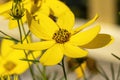 Coreopsis verticillata `Zagreb`