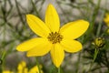 Coreopsis verticillata `Zagreb` Royalty Free Stock Photo