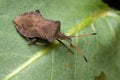 Coreus marginatus