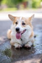 Corgi breed dog lies in a puddle on the road