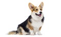 Corgi breed dog sitting in full growth