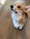 Corgi in brown colour dog sit on the floor Royalty Free Stock Photo