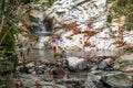 Corgi brown dog standing in the water with waterfall behind, the hiking trail in French Pyrenees mountains, France Royalty Free Stock Photo